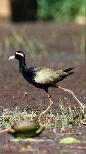 Bronze-winged Jacana | 𝐍𝐚𝐭𝐮𝐫𝐞 𝐏𝐡𝐨𝐭𝐨𝐬 𝐁𝐨𝐨𝐤