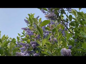 About Ceanothus