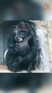 3.6K views · 112 reactions | Sweet interaction between gorilla couple. 轢#Kinggotillas #gorillas #gorilla #wildlife #animals #monkey #nature #gorillaz #monkeys #wildlifephotography #Kinggotillas #Gorillmomotaro #gta #africa #chimpanzee #ape #primates #uganda #zoo #animal #silverback #Gorillmomotaro #pittstate #psu #mountaingorillas | King Gorilla | Facebook