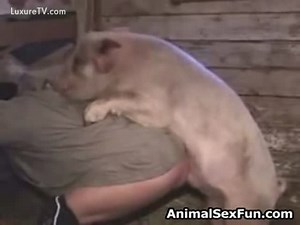 Pig fucks man rapidly