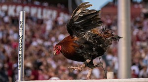 South Carolina Gamecocks live mascot has a new name — and no, it isn't Cock Commander