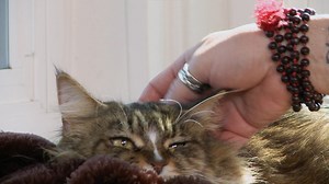 🎉 ¡El progreso de Barnabas cautiva a todos! 🏰👏 Jackson regresa para ver cómo el gato agresivo, Barnabas, muestra un cambio positivo en su comportamiento en este video lleno de emoción y sorpresas. 📹🐈‍⬛ Descubre la conexión única entre Jackson y Barnabas en #Migatoendemoniado. 🌈✨ #JacksonTriunfa | Animal Planet Latinoamérica