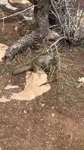 #Grandcanyan #Az Grand Canyon القراند كنين اريزونا | Samah Mh Schumacher