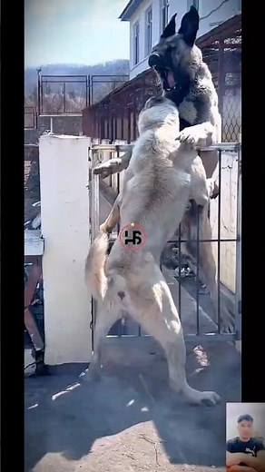 Kangal Dog Fights and Attacks – The Strongest Guardian in Action