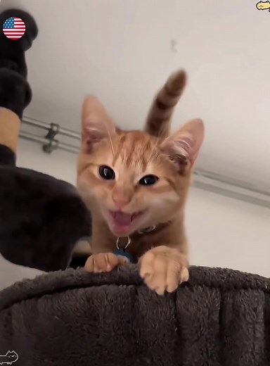 Hilarious Talking Cats Compilation