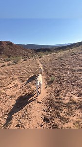 3.8K views · 200 reactions | Artificial intelligence is so weird. My brother decided to make this song using AI. It’s kind of fun but super weird. No idea who the voice is, the music is, the lyrics? It’s all AI but how did it make an entire song based on a few words he plugged in? So fascinating. All true though. These girls mean the world to me. Ava and Paisley are definitely part of Eric’s family. #dog #song #music | Eric Dodge | Facebook