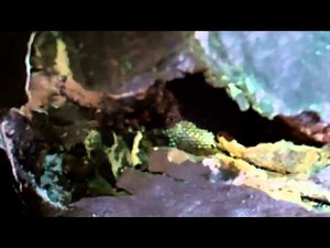 1969 Mercedes 280SL Rust Issues