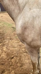 Sunny Freedom Ride Super nice gelding and very grateful for the amazing homes who take the chance on these horses and the haulers who get them to those homes! | JT Livestock Co