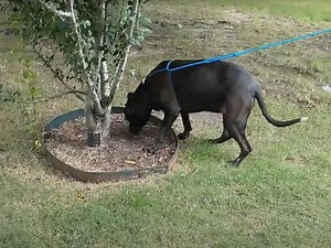 Cette chienne Labrastaff attend sa nouvelle famille (vidéo)
