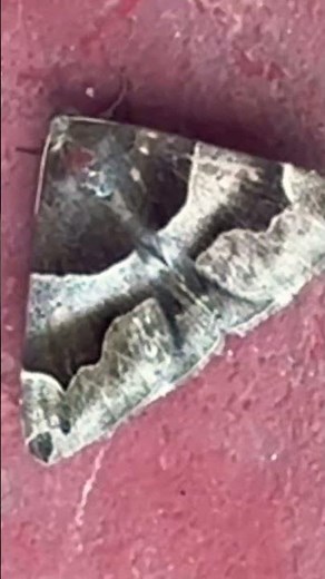 Geometer moth 🪰#insects #natural #animals #naturephotography #srilanka #youtubeshorts