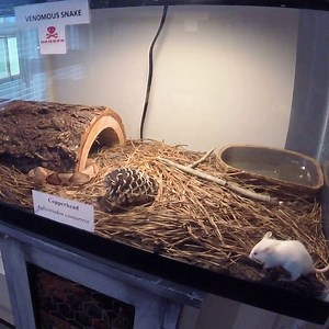 3.6K views · 51 reactions | Pit Viper Feeding! | Wild Snakes | Facebook