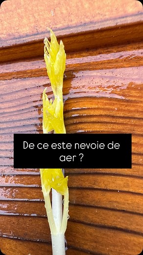 ♻️ Aerul — motorul compostului viu! Azi vorbim despre aerisirea grămezii de compost — pasul esențial care menține totul viu, echilibrat și plin de energie. 💨 Cu ajutorul aerisitorului de la @urbancultor, oxigenul pătrunde adânc în grămadă, iar microorganismele își pot face treaba cum trebuie. Fără aer, compostul devine anaerob, adică începe să miroasă urât și să fermenteze în loc să se transforme în aur negru. Dar… aerisind, pot apărea și surprize frumoase 🌱 Uneori găsim semințe care germineaz