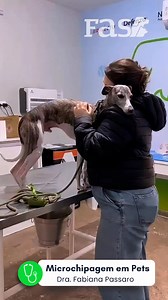 Microchip em pets ✨ O microchip não é GPS, mas é a chave para...