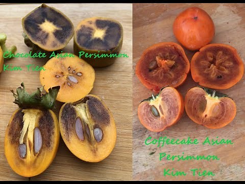 Chocolate & Coffeecake Asian Persimmon: Flower to Harvest PNW Gardening