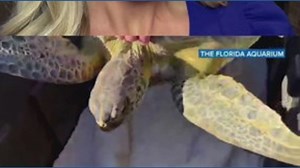 Cold-stunned sea turtles getting some special care in Florida