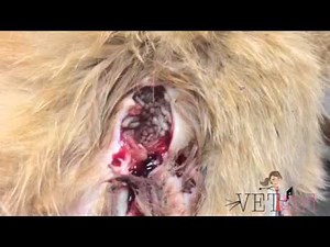 VetGirl Myiasis - Maggots