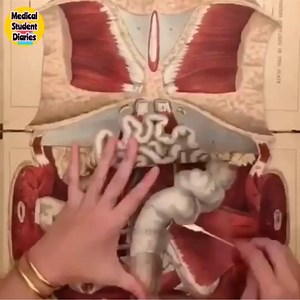 30K views · 830 reactions | All Medical Colleges should have such models for teaching Anatomy to students in much efficient way. These are hundred times better than dissections on cadavers. | Medical Student Diaries | Facebook