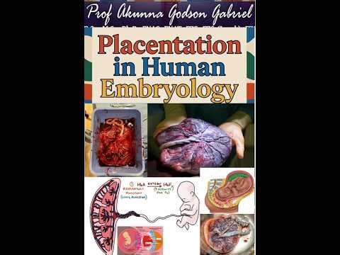 Placentation in Human Embryology