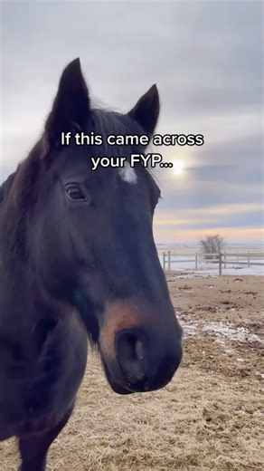 Ready to transform your passion for horses into a thriving career? 🐎 Don’t miss out on our exclusive live webinar where we’ll guide you through the process of turning your love for horses into a rewarding business venture! Join us to discover: ✅ How to confidently operate an equine-assisted business that positively impacts your clients (and their horses) ✅ Proven strategies for transforming your passion into a sustainable source of income, avoiding common obstacles along the way ✅ Essential ste