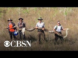 Massive python found in Florida wildlife preserve