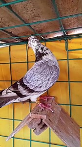 Off Color Edition 🕊 Flexing my new Baby #LadyFancier #pigeons #birds #love #reels #passions #reelsfb #facebookreels #reelsvideo #LadyFancier #everyone | Izay Fernando