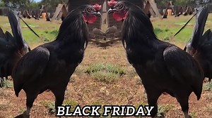 Robello Farm in Hawaii 🌴🇺🇸 Owner Rodney Robello No Fowl For ILLEGAL Purposes Video Content In This Farm Just For Breeding, Show and Preservation Purposes #chicken #chickenfarm #breeder | Ayam Philipin