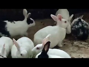 A Domestic Rabbit Oryctolagus Cuniculus Domesticus Pet rabbit Farming