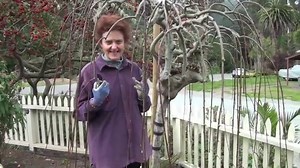 The Pruning Of A Weeping Pussy Willow