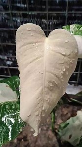 The importance of Thai Garden net during rainy season. | Green Leaf Asia