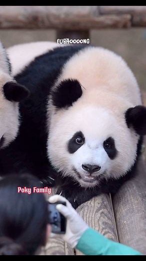 86K views · 4.9K reactions | Ruibao mỗi lần thấy ống kính là mỉm cười tươi vô cùng ngọt ngào và chuyên nghiệp, đúng model mới nổi của Everland 藍 #Ruibao #Huibao #Fubaofamily #Baofamilyinkorea #gấutrúc #panda | Poky Family | Facebook
