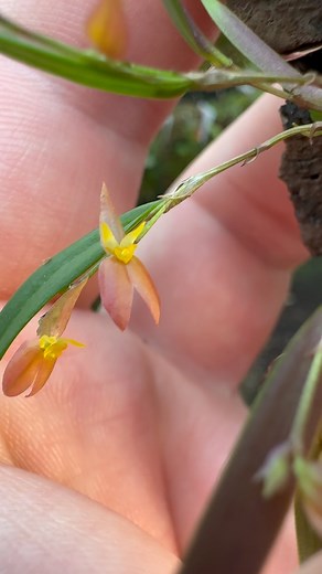 Lepanthes aff. jugum is a lovely species of miniature orchids! With flowers varying from red to yellow, it has quite long and fleshy leaves for the genus and so caught our eye right away 🥰 Easy intermediate grower given low light and high humidity year-round. #miniatureorchid #orchidflower #orchidsofinstagram #orchid #greenhouse | Tropiscape Orchids