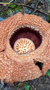 68K views · 376 reactions | The world's largest flower  Rafflesia...