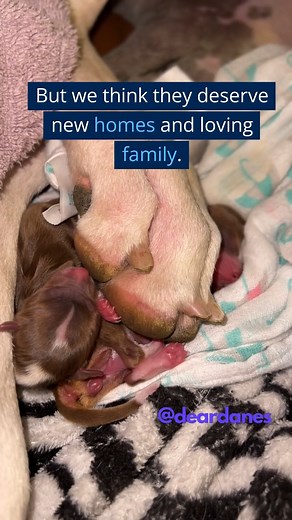 3.4K views · 67 reactions | Did you know? False pregnancy affects 40% of female dogs! It's when a female dog believes she's pregnant, but isn't! Yearning for pups, Birdie faced a challenging false pregnancy. While struggling with her false pregnancy, she stumbled upon Froggy, an abandoned chihuahua puppy! Now, they are inseparable, embracing their forever family! | Dear Danes | Facebook