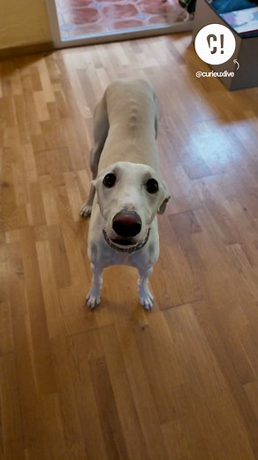 Ton chien est gaucher ou droitier ? Fais le test ! Les animaux aussi peuvent avoir une patte dominante, qu'ils utilisent le plus souvent pour attraper des choses. Et il y a une façon simple de le vérifier, on t'explique avec Terrapodia ! 🐕️ #chien #droitier #gaucher #funfact #expérience #animal #pourtoi #reels #curieux #incurieuxwetrust | CurieuxLive