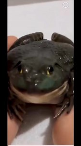Frog massage #fbreelsvideo #fbreelsfypシ゚viralシ | Boss Usuk Vlog