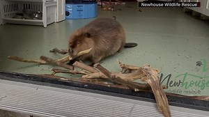 Video of adorable baby beaver building dam goes viral