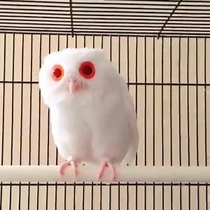 Adorable albino owl. ❤ | Unique Intuitions