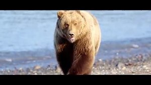 Watch a group of passionate Alaskans describe the importance of protecting the Alaska Peninsula's pristine wilderness for the wildlife and people who depend on its unparalleled natural resources. Alaska's wild brown bears—and the salmon they feed upon—face many threats, including mining (such as the Pebble Mine), oil and natural gas extraction, hunting, and a changing climate. Discover how you can help support local conservation efforts to preserve this special part of Alaska for generations to 