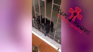 1.1K views | Arma tu team y ven a jugar cualquiera de nuestros rooms. | Escape Rooms México | Facebook