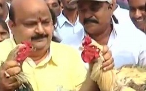 Cockfights in Andhra Pradesh despite ban
