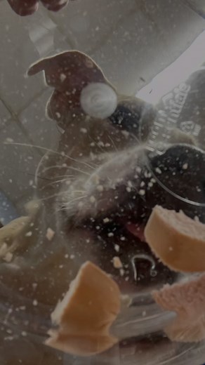 We still aren’t over how much fun we had bobbing for hot dogs! The hotdogs might’ve had a different perspective 😂🙃 #thedogden #thedogdendogs #thedogdenenrichment #bobbingforhotdogs | The Dog Den