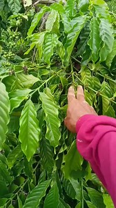 28K views · 535 reactions | Populasi dan pocong pucuk bongkahan atau potong pucuk itu metode-metode lama tapi masih dipakai hingga saat ini | Jamal Aryanto | Facebook