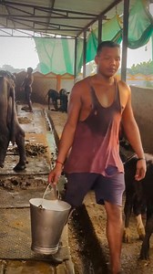 125K views · 7.7K reactions | Hard work pays off | Cattle Farming India | Facebook