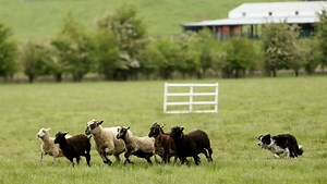 81st Annual Northwest Championship Sheepdog Trial to take place May 18-20