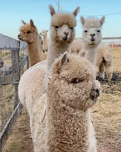 56 reactions · 6 comments | TGIF!! Have a great one folks! #pei #greengablealpacas #alpaca #alpacafarm #fridayvibes #friyeah #tgif #alpacasofinstagram | Green Gable Alpacas | Facebook
