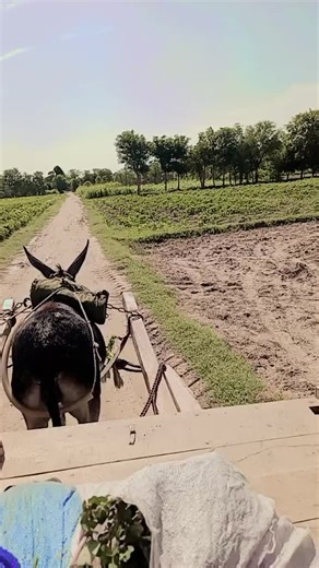 zinda laash 00 on TikTok