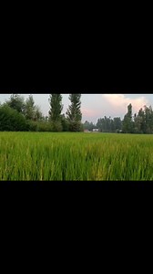 Growth stages of Rice Plant. | Agriculture Activities