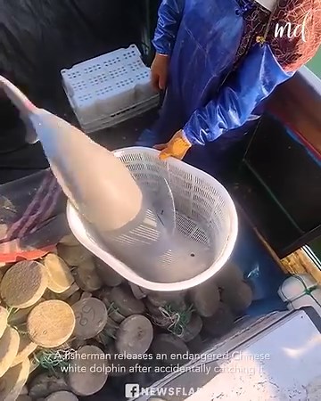 Fisherman releases an endangered Chinese white dolphin! 🐬❤️ | Handy Dandy