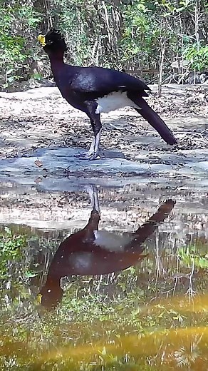 Hocofaisán​ (Crax rubra) #ecofaisan #sanluispotosi #mexico #trailcam | The Santo Grial