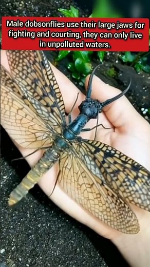 Dobsonfly
